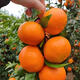 Jingdida Sichuan Ehime No. 38 jelly orange net weight 8Jin Jin is equal to 0.5kg fruit diameter 75-80mm citrus orange fresh fruit straight from the source