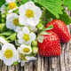 Family balcony potted plants for four seasons easy living cream red strawberry seeds large strawberry seeds white strawberry fruit seeds four seasons cream red strawberry seeds 1 pack