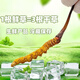 2025 frischer Cordyceps sinensis obere Periode ausgewählt frisch cordyceps Jedes frische Cordyceps in Tibet hat 0,6 Gramm 80 Stücke gepackt