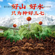 北京同仁堂品质云南文山三七粉18足头特纯三七粉超细粉田七粉250g/罐2罐500g 一罐250g无礼品