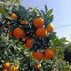 Jingdida Sichuan Ehime No. 38 jelly orange net weight 8Jin Jin is equal to 0.5kg fruit diameter 75-80mm citrus orange fresh fruit straight from the source