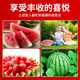 Yonghuan watermelon special nutrient soil watermelon special fertilizer soil watermelon nursery soil universal organic base watermelon special nutrient soil 30Jin Jin equals 0.5 kg