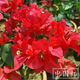 1158 people praised the four-season flowering bougainvillea seeds, authentic Brazilian rare variety climbing vine with three double petals, coconut ice, bougainvillea seeds, 20 capsules