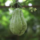 Shop Chayote Early-maturing Extra Large Chayote Vegetable Climbing High-yield Disease-Resistant Perennial Melon Affordable Price Good Yield-100 Tablets-Net Seeds Chayote Seeds
