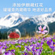 Li Shi Cai Hong Yueshu Paste 300g Saffron Donkey-hide gelatin rose Angelica American Ginseng tonic cream official Jingzidong One bottle Experience model