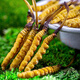 
Genuine 2025 fresh Cordyceps sinensis stubble Cordyceps sinensis 0.8g/root of fresh Cordyceps sinensis SF Express cold chain shipment Tibet fresh grass 1.0-1.2g each 50 pieces are given 3 pieces