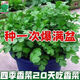 Easy to germinate large-leaf coriander seeds coriander seeds heat-resistant four-season balcony indoor potted seeds vegetable seeds four-season large-leaf coriander about 5000 capsules 5 packs