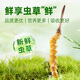 Yuanjiangcao Fresh Cordyceps Sinensis 2025 Fresh Cordyceps питательные питательные продукты [2025 Fresh Cordyceps] 1,2-1,3 г/корни корень-50