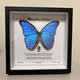 
Insect Valley Big Blue Flash Butterfly Butterfly Specimen Photo Frame Butterfly Art Frame Real Butterfly Friends Holiday Gift Collection No. 1098