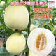 Qizhe Super Sweet White Sugar Melon Seed Super Sweet Early Melon Ripe Seed White Honey Melon Can High Yield Sweet Sugar Melon Seed Fruit All Seasons White Sugar Melon Seeds 2 Packs 100 Tablets Seasonal