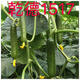 汇种草农1517水果黄瓜种子上海口感小青瓜无刺水果黄瓜种子嫁接苗 干德1517黄瓜种子 1000粒
