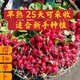 Collected by 20,000 people Four seasons cherry radish and fruit radish, eaten raw, red-skinned, white-fleshed radish, crispy, sweet and juicy Four seasons cherry radish and fruit radish (newly planted this year) Selected 1 pack (about 300 pieces)