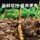 Fresh Cordyceps sinensis 2025 head period fresh grass authentic fresh harvest Cordyceps sinensis fresh grass SF Express cold chain shipment Tibetan fresh cordyceps sinensis 0.8g/root 20 roots