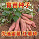 Sweet Potato Seed Tobacco Potato Watermelon Red Sweet Potato Sweet Potato Candied Sweet Potato Sweet Potato Seedling Seedlings Tobacco Potato Sweet Potato Seed Fruit 5Jin Jin is equal to 0.5 kg
