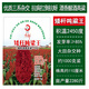 Dwarf wine glutinous sorghum king super ton iron short big head red sorghum seed dwarf bird-resistant brewing type high-yield sorghum short stalk ton grain king 110 2Jin Jin is equal to 0.5 kilograms