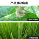 Zhongbao Bacillus subtilis 100 billion spores/g bio-organic green gray mold sheath blight pesticide fungicide 50g