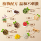 Liuyangyuan Qi Jujube Cassia Tabletas [180 piezas] Lycium Barbarum dendrobium visión de morera de mulberry poria poria astrragalus pasta