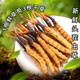 
Luzhangtang 2025 Fresh Cordyceps sinensis Cordyceps SF Express Cold Chain Direct Hair Selected Fresh Grass, each of Tibetan fresh Cordyceps 0.8 grams, 100 packs