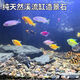 Stream stone ultra-fine bottom sand fish tank turtle tank bottom sand stream sand bottom stone fish tank landscaping stone native stone 3 to 5 cm 30 Jin Jin is equal to 0.5 kg.