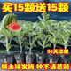 Watermelon seedlings grafted 8424 Extra Sweet Kirin Super Sweet Seedless Midu Watermelon Seedlings Potted Watermelon Seedlings Fire Super Sweet Buy 4+2 (Real Harvest 6) + Fertilizer