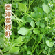 Xiangbin Four Seasons Guangdong Watercress Seeds Field Planting Wild Aquatic Balcony Easy to Plant Live Vegetable Seeds Watercress Seeds Watercress Seeds 3g Original x5 Pack