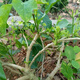 3-year-old red cang seedlings, moringa seedlings, 3 old red cang seedlings