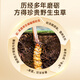 Purple and Blue Flower Sea [Naqu, Tibet] Authentique Wild Cordyceps Wild Sinensis Nouveaux cordons séchés Cordyceps haut de gamme Nutritional Box pour les parents et les aînés [Naqu, Tibet] Wild 3 Pieces / G 20G Pack
