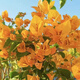 1158 people praised the four-season flowering bougainvillea seeds, authentic Brazilian rare variety climbing vine with three double petals, coconut ice, bougainvillea seeds, 20 capsules