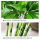 Jingyunmeng Lucky Bamboo office potted transfer bamboo green plants home flowers balcony rootless bottle source straight hair