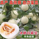 Qizhe Super Sweet White Sugar Melon Seed Super Sweet Early Melon Ripe Seed White Honey Melon Can High Yield Sweet Sugar Melon Seed Fruit All Seasons White Sugar Melon Seeds 2 Packs 100 Tablets Seasonal