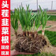 Vegetable seedlings, leek root seedlings, freshly planted root seedlings, four-season balcony potted ground leaf vegetable seedlings, leek root seedlings, 100 chive root seedlings