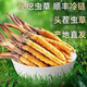 新鲜冬虫夏草头茬鲜草正品大号2025头期鲜草顺丰冷链产地直发 西藏鲜虫草每条0.6-0.7克30条装