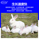 Zhengzhou Kangdi 4% Rabbit Premix Baby Rabbit Breeds Fast-growing Meat and Strong Bones Rabbit Rex Rabbit Belgian New Zealand Rabbit Early Stage (Starting Food-50 Days Old)