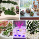 Runhuanian multi-succulent pavement stone flower cultivation small white pebbles pebbles rain flower stone fish tank landscaping potted courtyard paving 5Jin Jin is equal to 0.5kg fine snowflake white 1-3mm 1 capsule trial pack