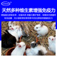 Zhengzhou Kangdi 4% Rabbit Premix Baby Rabbit Breeds Fast-growing Meat and Strong Bones Rabbit Rex Rabbit Belgian New Zealand Rabbit Early Stage (Starting Food-50 Days Old)
