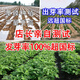 Haihua No. 1 Peanut Seed Academy of Agricultural Sciences New Variety Shelled Thin Shell Large Peanut Seed Thin Shell Peanut Seed Academy of Agricultural Sciences Original Seed 503g (1 Jin Jin is equal to 0.5 kg) (unpacked in bulk)
