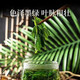 
Beijing Tongrentang mulberry leaf tea can be made with corn, squid, green money, willow leaf, puerarine, orange peel, burdock root, gardenia, 3 boxes of discounted package [can be used for three highs] high blood sugar, blood pressure, blood fat tea