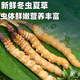 
Genuine 2025 fresh Cordyceps sinensis stubble Cordyceps sinensis 0.8g/root of fresh Cordyceps sinensis SF Express cold chain shipment Tibet fresh grass 1.0-1.2g each 50 pieces are given 3 pieces