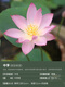 Mikrobrüche Lotuspflanzen Hydroponische Pflanzen Lotus kleine Lotus-Sämlinge Wurzeln und Stängel Lotus Schnecken Gartenblumen Nude Lotus Zhongfu [Mini] 8-15 cm