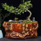 Yonghuan Cerámica clásica de la olla de flores Tipo universal súper grande con bandeja creativa de escritorio para el hogar ovalado bambú bonsai 3523 insistir (sin bandeja) 0 cm cerámica