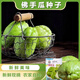 Shop Chayote Early-maturing Extra Large Chayote Vegetable Climbing High-yield Disease-Resistant Perennial Melon Affordable Price Good Yield-100 Tablets-Net Seeds Chayote Seeds