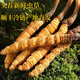 新鲜冬虫夏草头茬鲜草正品大号2025头期鲜草顺丰冷链产地直发 西藏鲜虫草每条0.6-0.7克30条装
