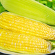 Beijing fresh Yunnan fruit corn 5Jin Jin is equal to 0.5kg, fresh sweet corn on the cob, sweet, crisp and juicy, fresh vegetables, straight from the source