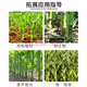 Liben 30% ethephon, corn chlormequat, special growth control agent, yield-increasing drug, pesticide, corn growth regulator 30g
