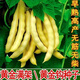 Golden Hook Bean Seeds Golden Hook Northeastern Oil Carob Seeds Gluten-free and Fire-free Yellow Early Golden Hook Bean Seeds Easy to Plant Original 2 Packs About 60 Grains Free Fertilizer
