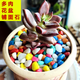Runhuanian succulent paving stones, small colored stones, flower pots, green plants, white stones, colorful stone pots, flower growing stones, decoration, small colored stones 2g (used for flower pot paving or soil mixing)