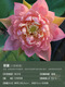Miniature bol semis de lotus Lotus Plantes hydroponiques Lotus Small Lotus Se semis racines racines Lotus Whip Se semis de jardin Fleurs en pot Naked Lotus Feathers [Small] 8-15cm