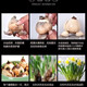 Narcissus bulbs, hydroponically cultivated in soil, are good for raising cold-resistant, fragrant bulbs. Zhangzhou Narcissus Yang Narcissus bulbs, 10 narcissus balls.