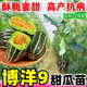 1163 items sold in 30 days. Super sweet Boyang No. 9 melon seedlings, cantaloupe seedlings, muskmelon seedlings with soil, horn honey and green treasure. Boyang melon seedlings/crisp and sweet/regular base seedlings. Buy 10+4 and send 14 seedlings +2 bags of fertilizer+tutorial.