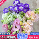 Kunming Lisianthus flower base direct hair indoor living room flower arrangement water for home bouquet gifts Yunnan direct batch random color Lisianthus + free grass 1 to 3 flowers with buds (no grass and preservative